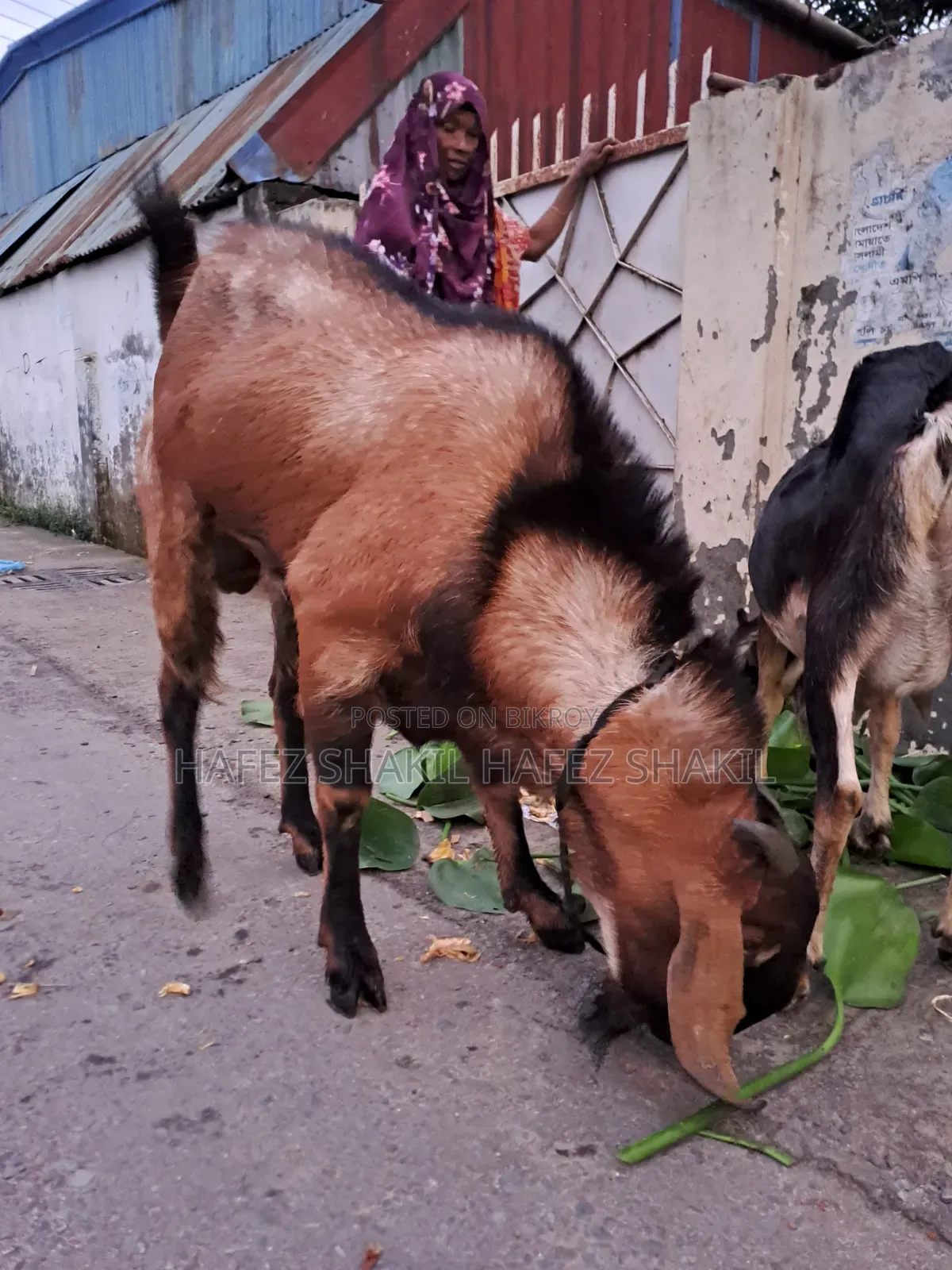 Local Fresh Goat