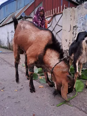 Local Fresh Goat