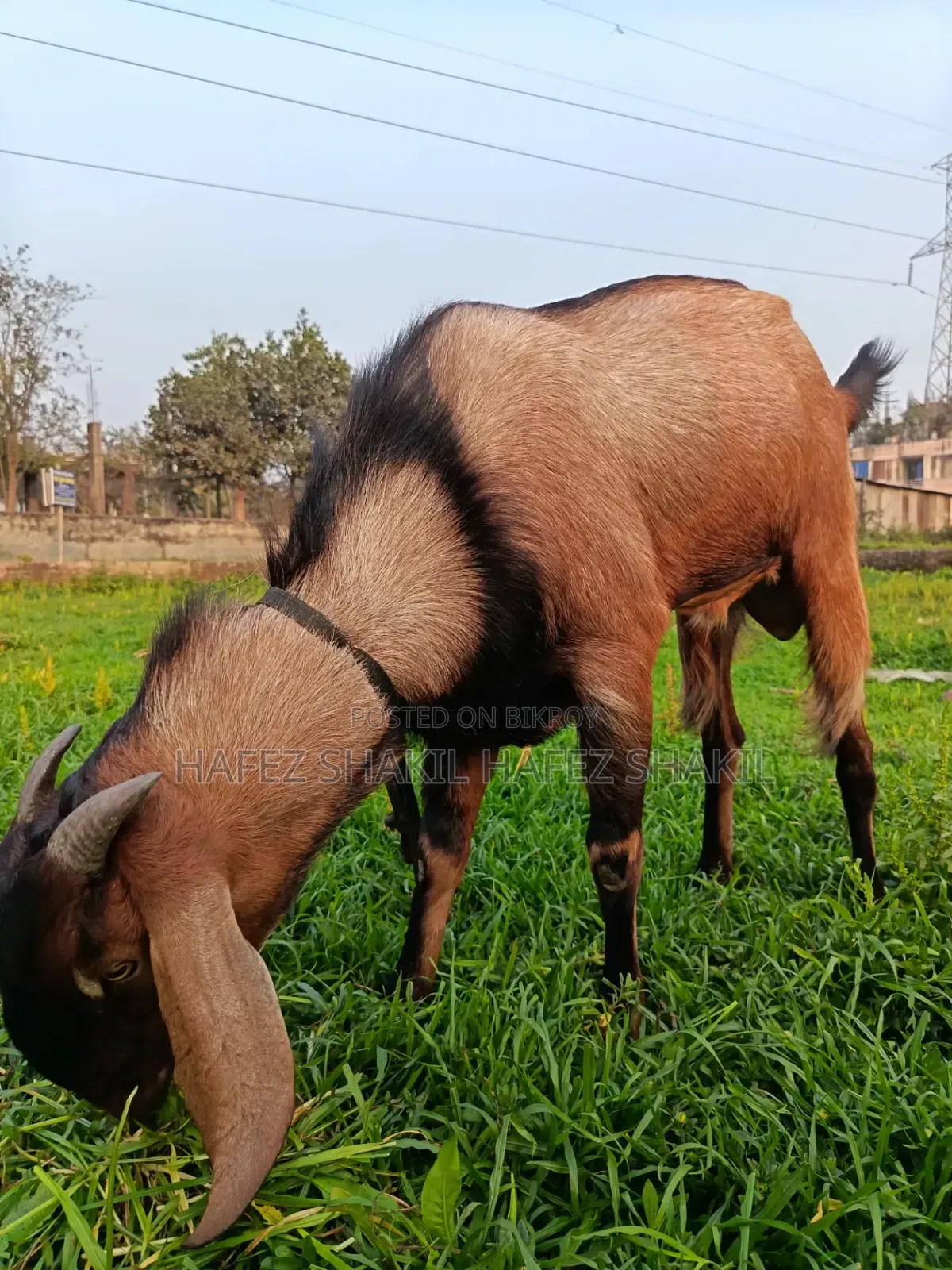 Local Fresh Goat