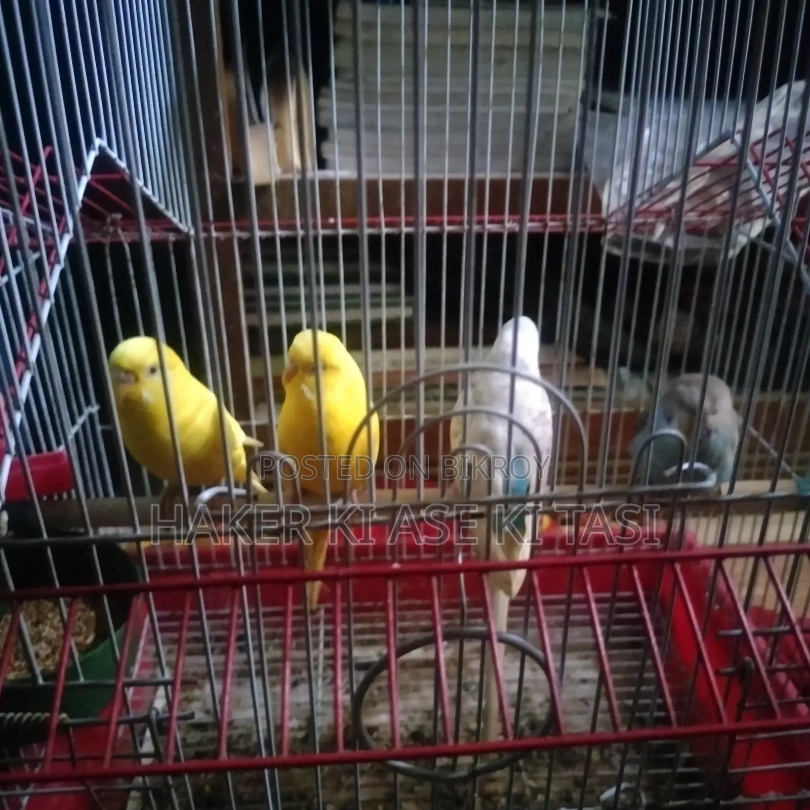 4 Budgerigar birds with cage for sale | 2 Lutino Red Eye