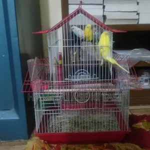 4 Budgerigar birds with cage for sale | 2 Lutino Red Eye