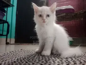 ৩-৬ মাস বয়সী পুরুষ বিশুদ্ধ পার্সিয়ান বিড়াল