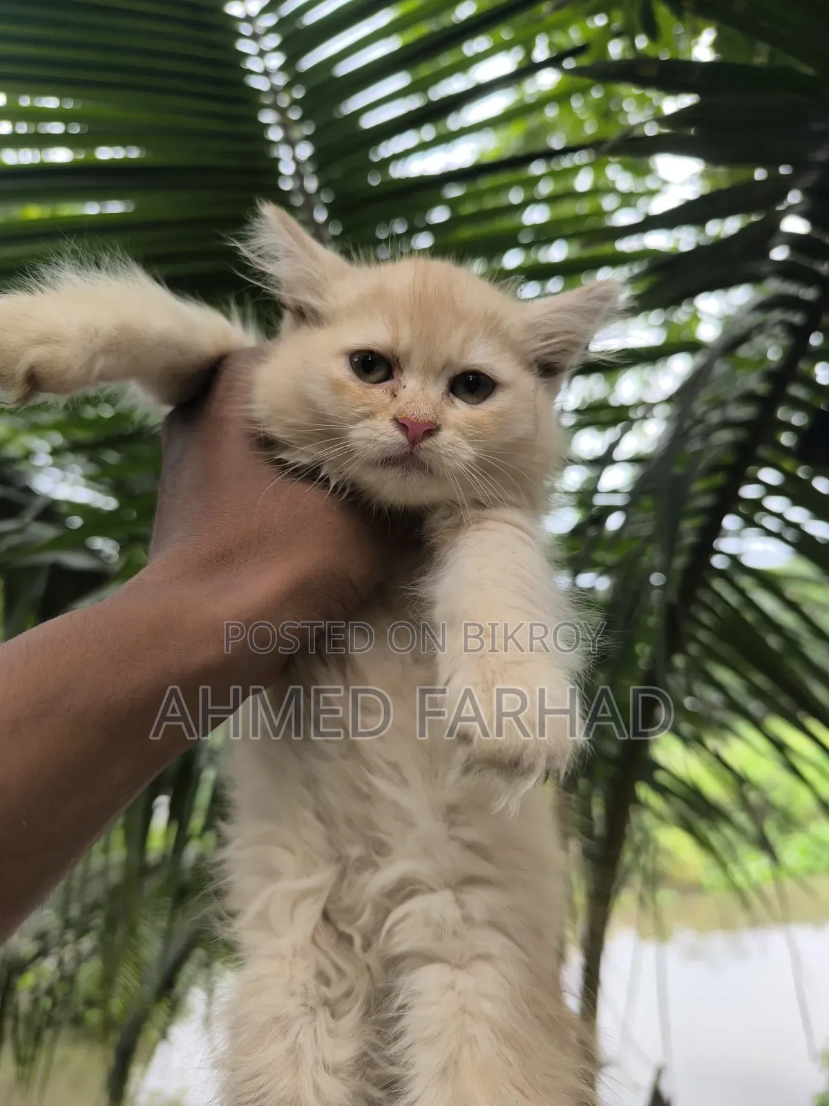 1-3 Months Female Purebred Persian