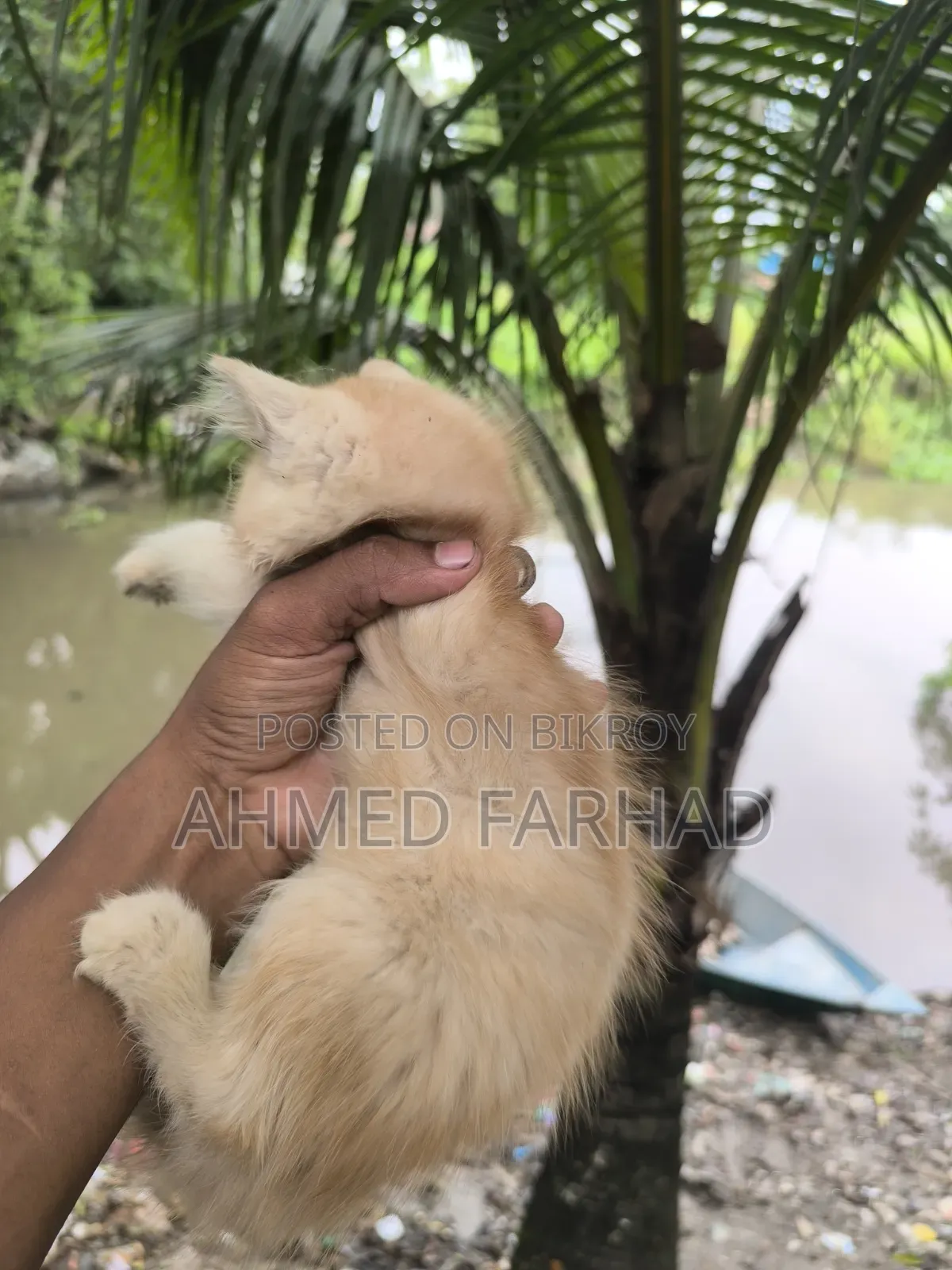 1-3 Months Female Purebred Persian