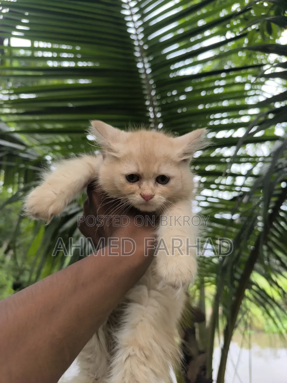 1-3 Months Female Purebred Persian