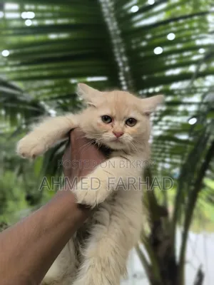 1-3 Months Female Purebred Persian