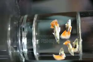 Guppy Santa Fish. Home Grown High Quality.