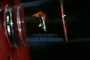Guppy Santa Fish. Home Grown High Quality.