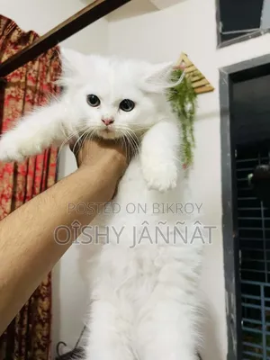 1-3 Months Female Purebred Persian