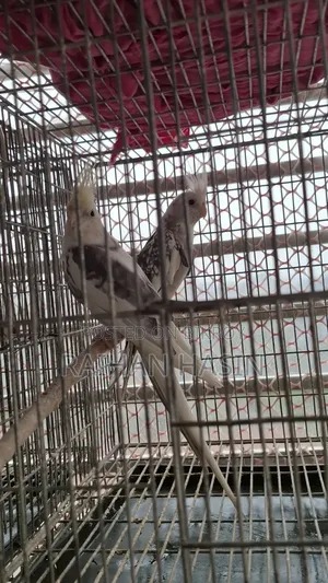 পাইড ককাটেল পেয়ার