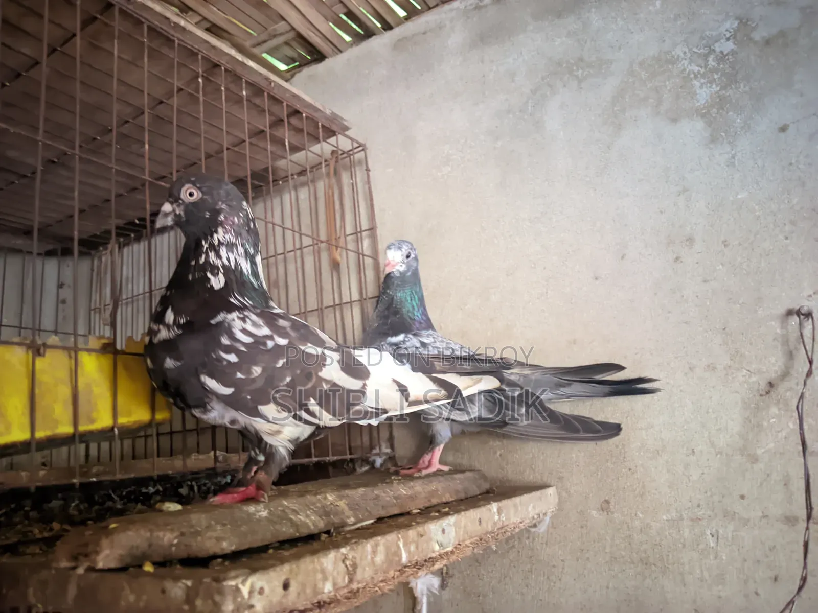 Good bloodline Giribaz pigeon