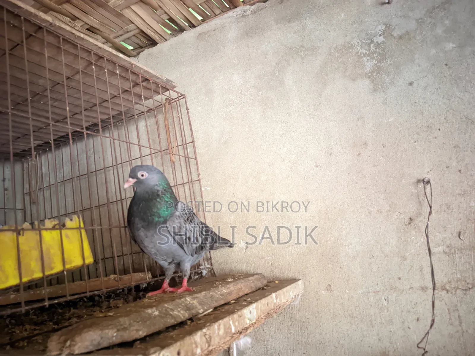Good bloodline Giribaz pigeon