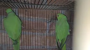 A parrot will be sold