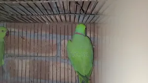 A parrot will be sold