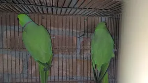 A parrot will be sold