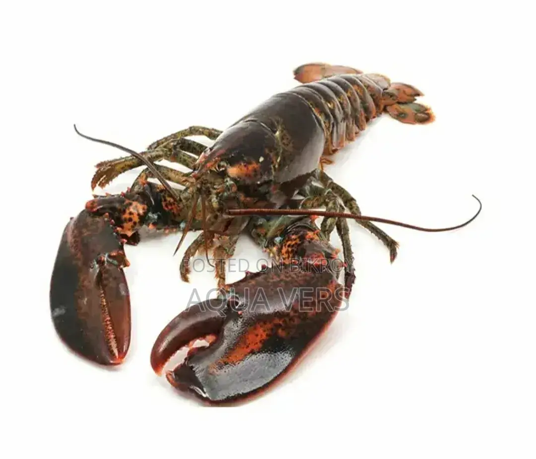 American Lobster