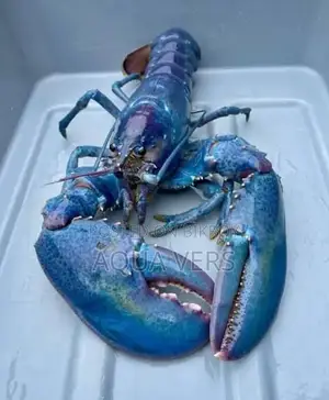 American Blue Lobster