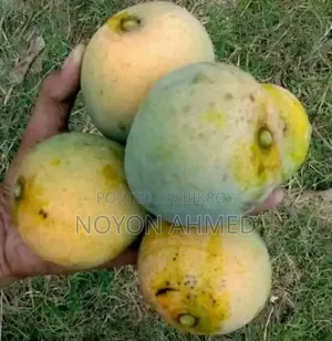 রাজশাহীর বিখ্যাত হিমসাগর