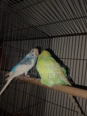 Running pair Budgie