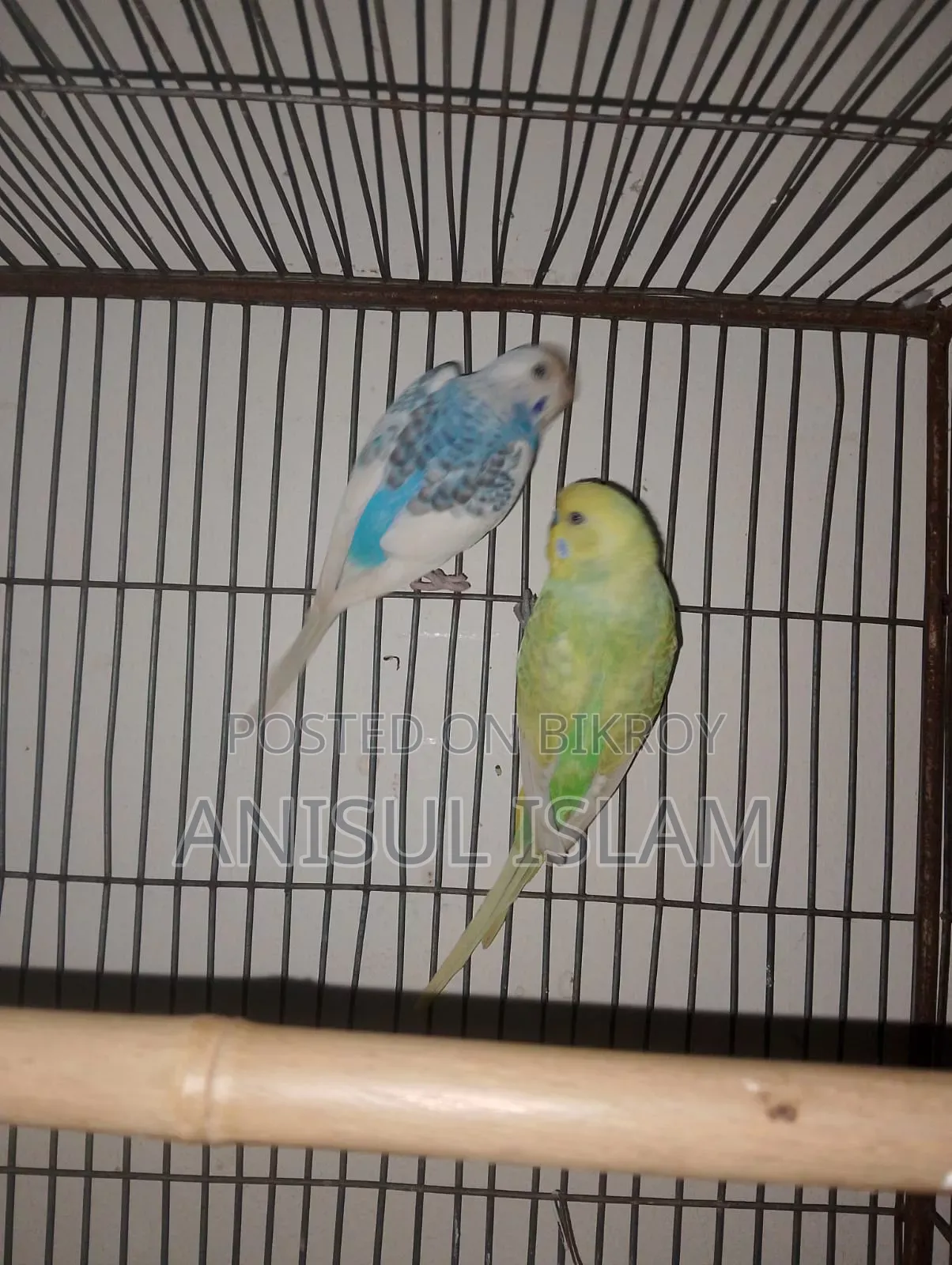 Running pair Budgie