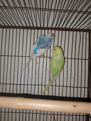 Running pair Budgie