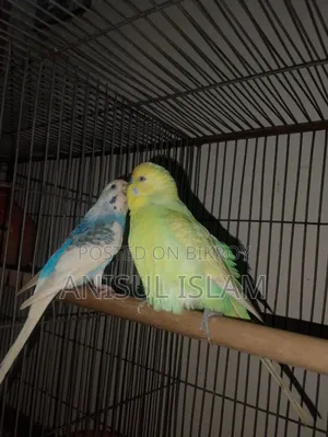 Running pair Budgie