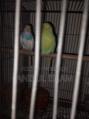 Running pair Budgie