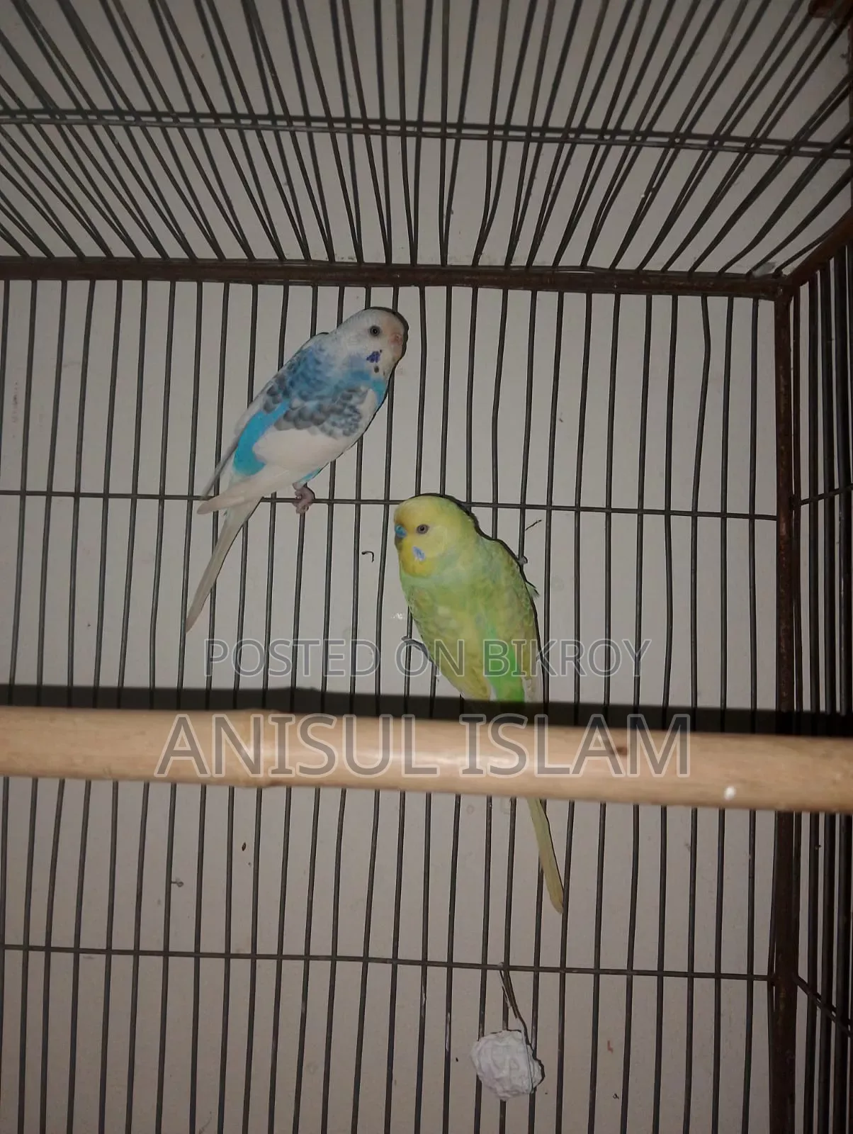 Running pair Budgie