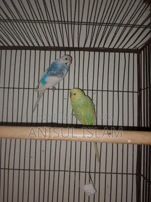 Running pair Budgie