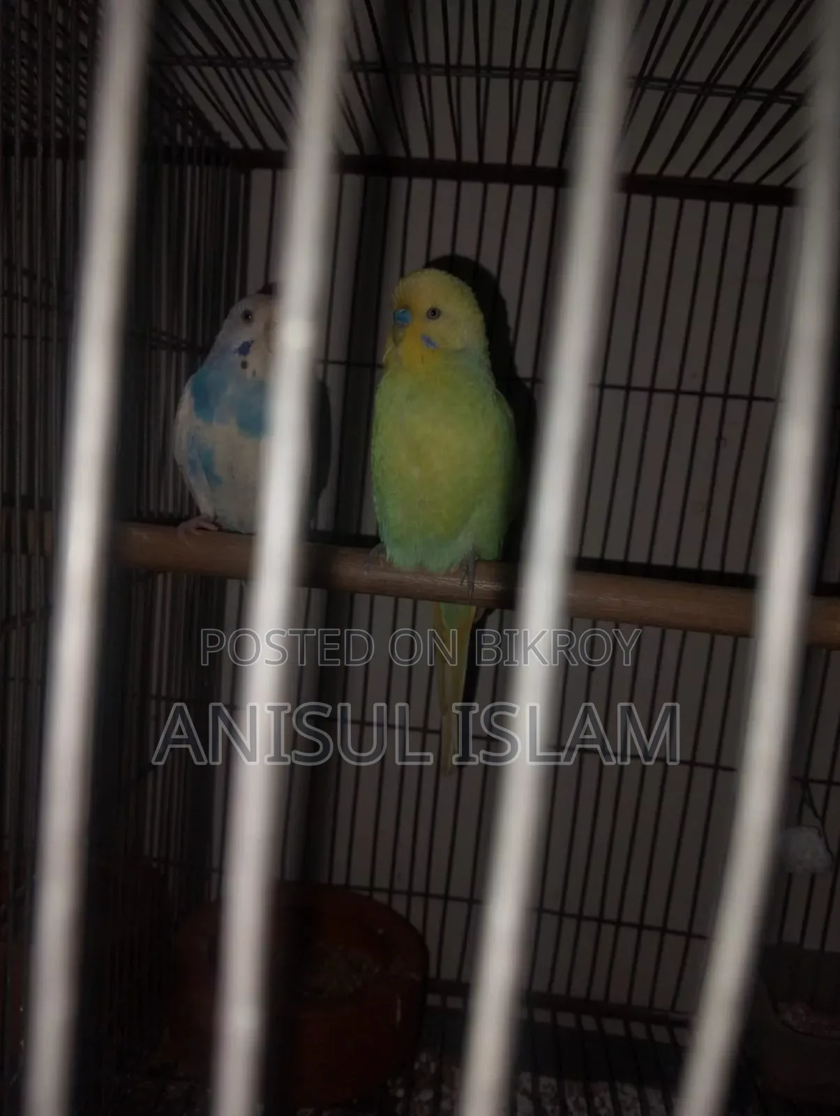 Running pair Budgie