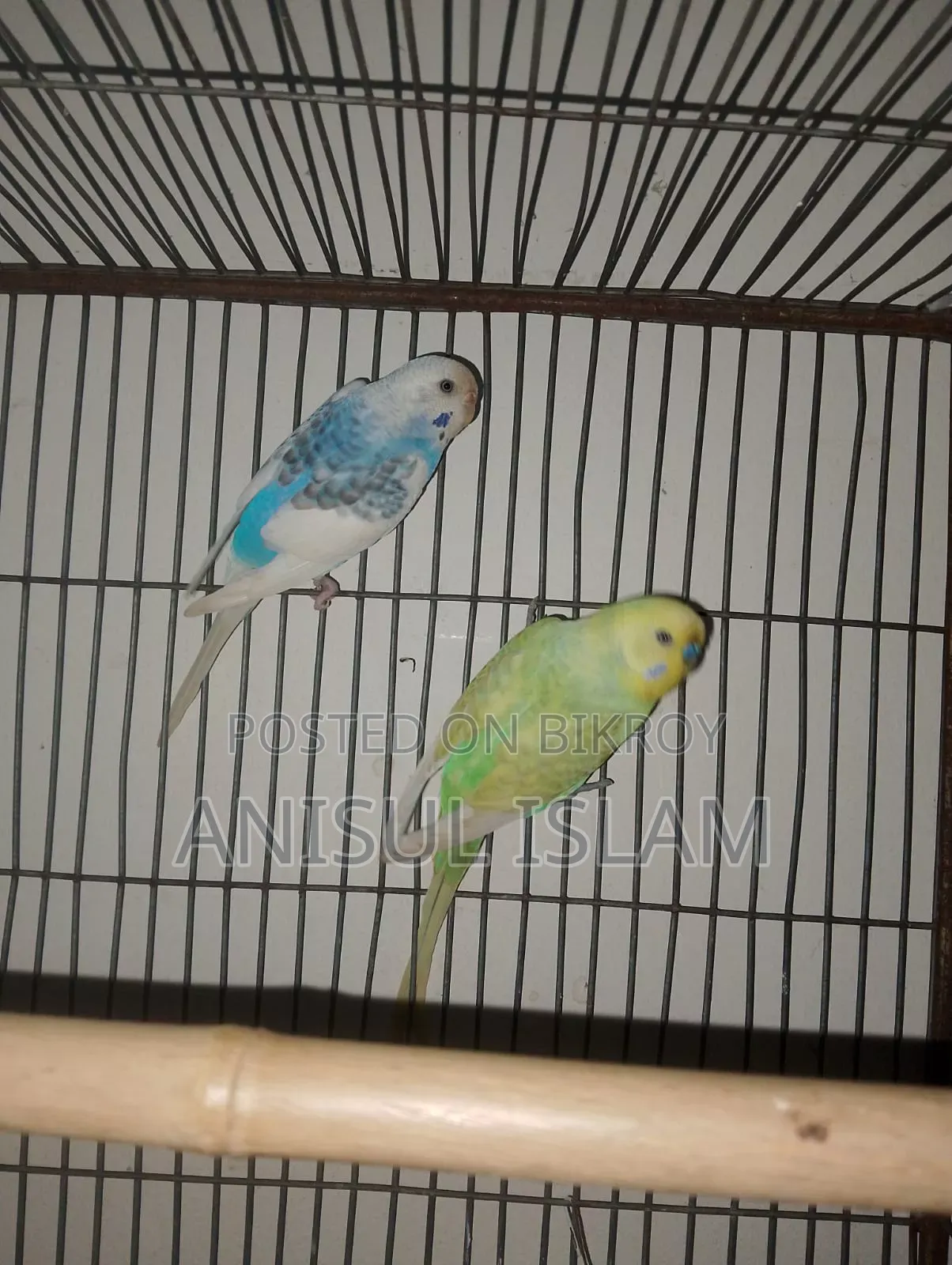 Running pair Budgie