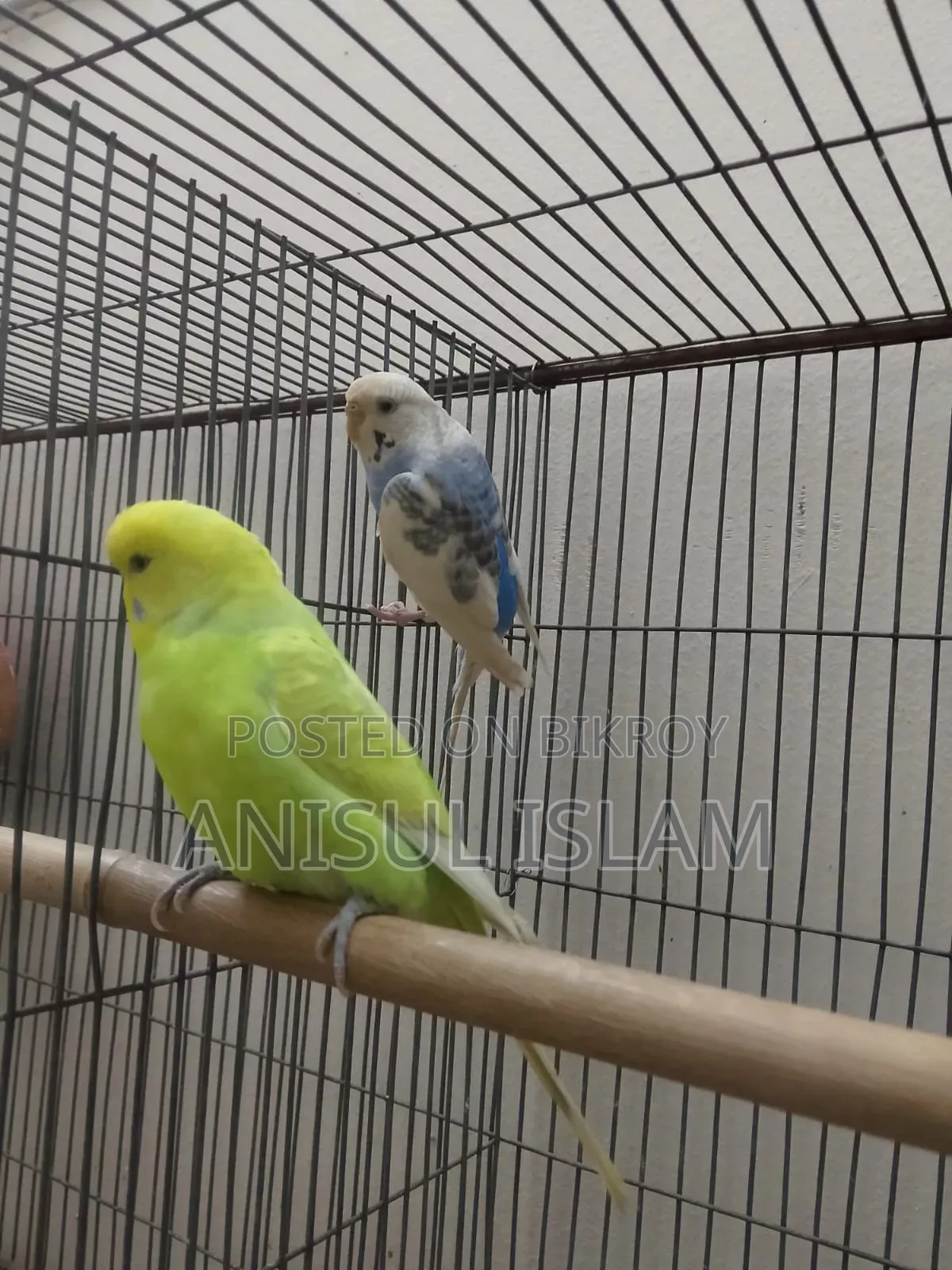 Running pair Budgie
