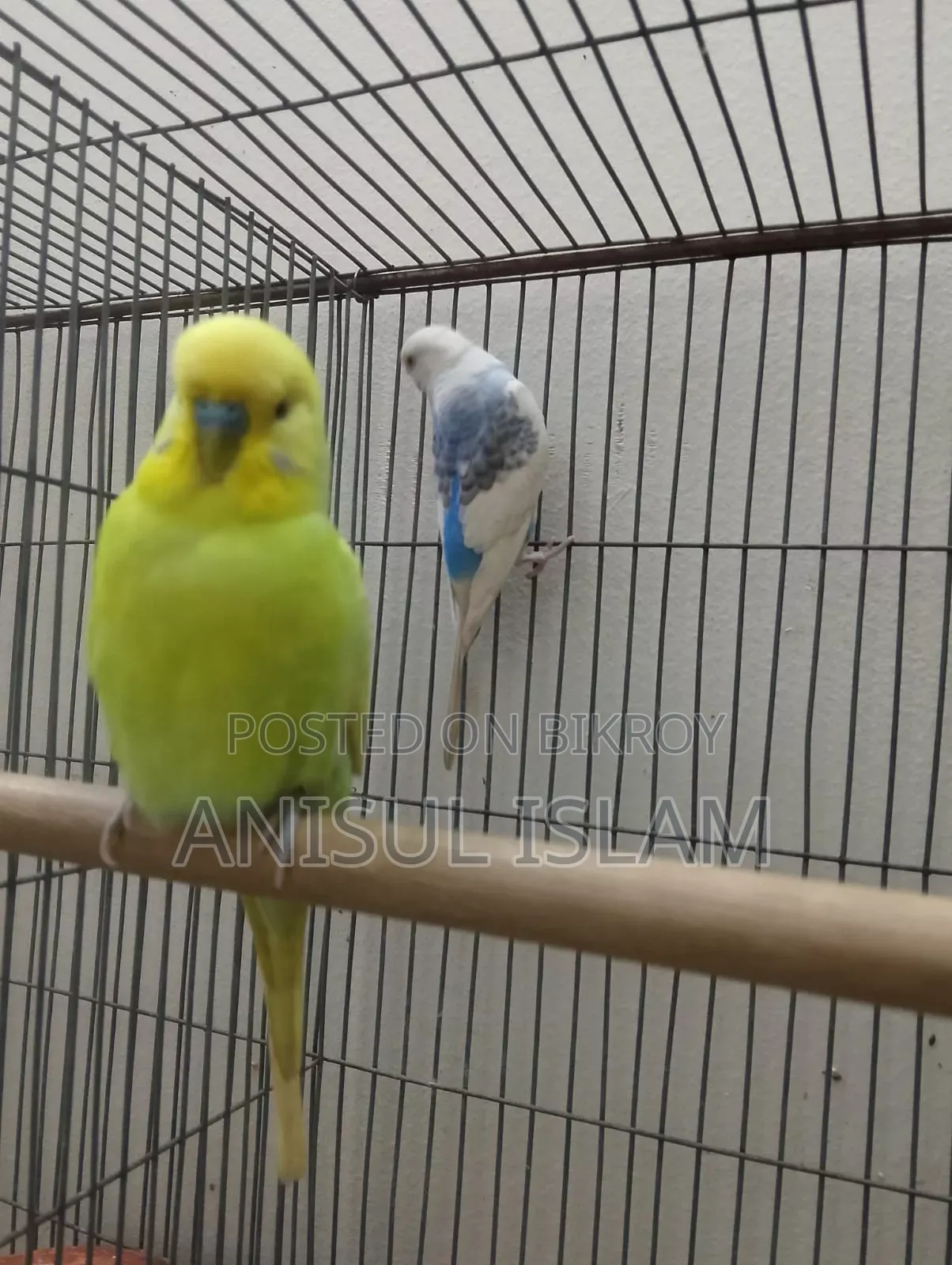 Running pair Budgie