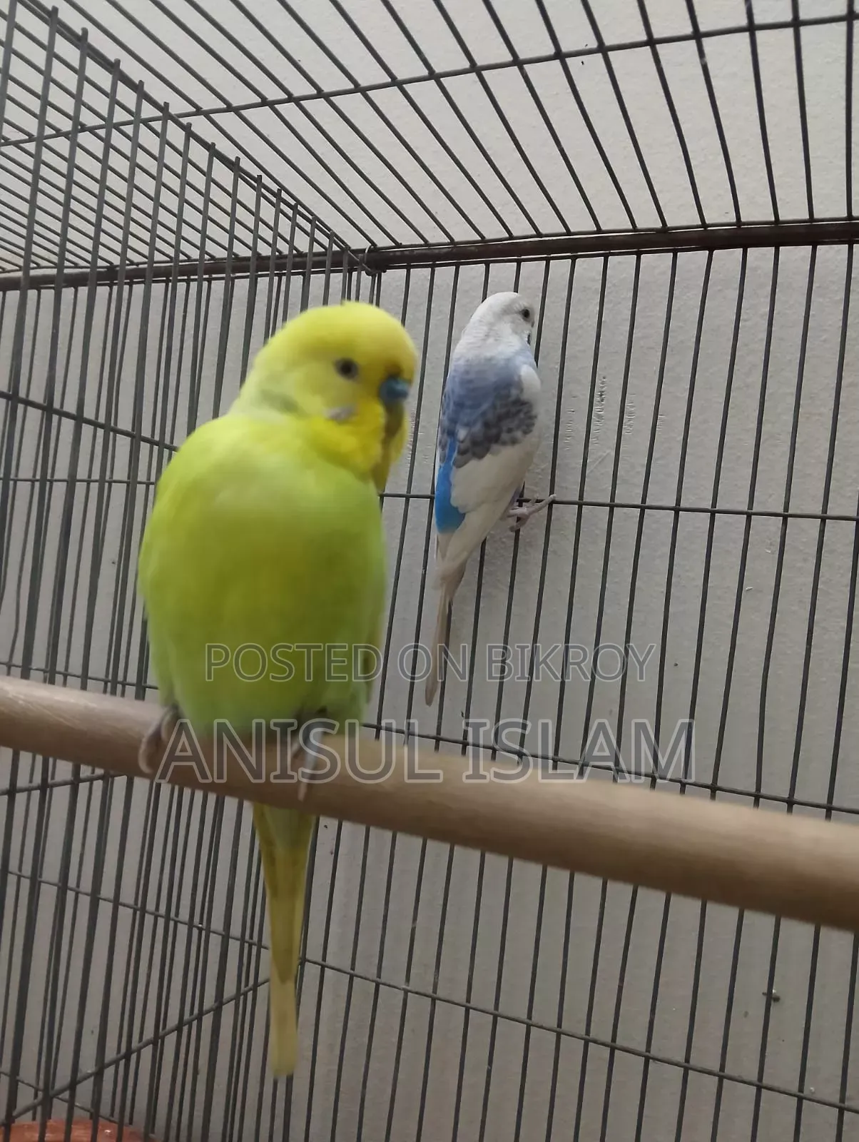 Running pair Budgie