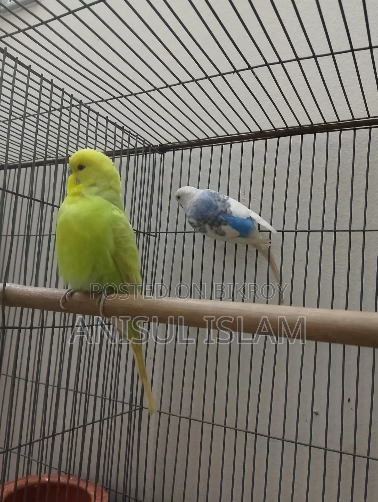 Running pair Budgie