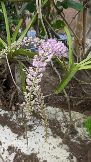 ফক্সটেইল অর্কিড (১টি গাছ)
