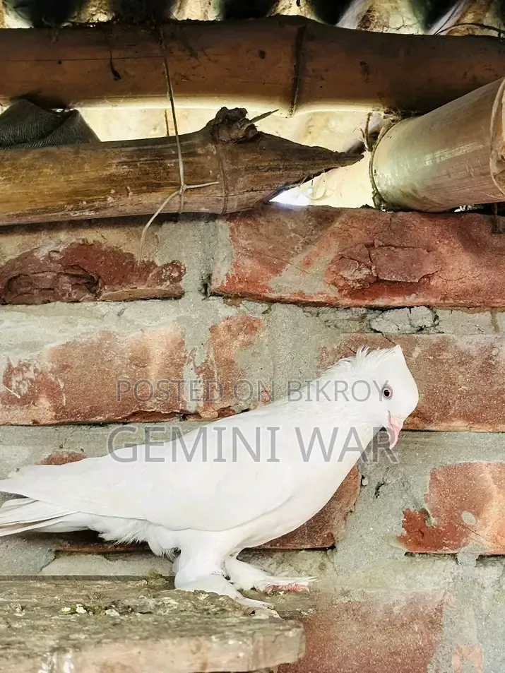 Need a female pigeon