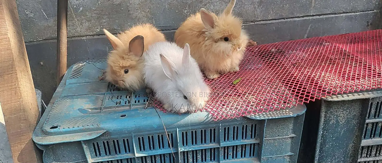 Angora Rabbit