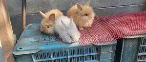 Angora Rabbit