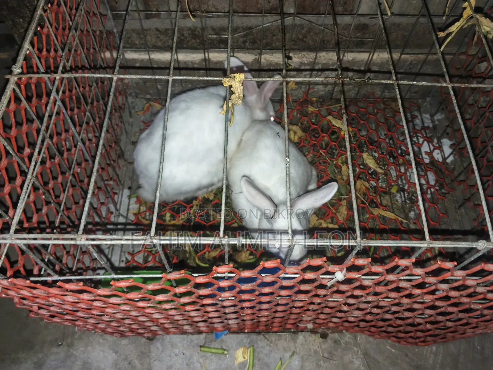 1 pair of Adult rabbits for sale