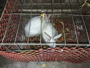1 pair of Adult rabbits for sale