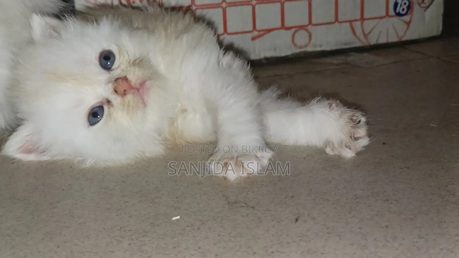 0-1 Month Male Purebred Persian