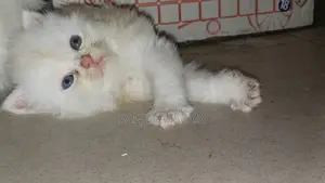 0-1 Month Male Purebred Persian