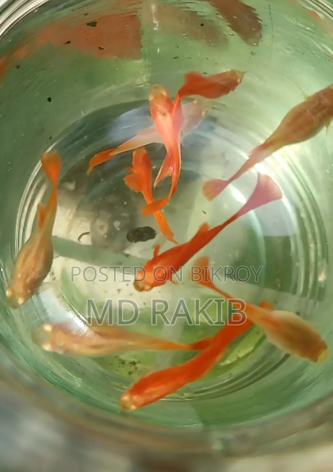 Red Moscow Guppy New Adult