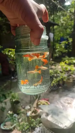 Red Moscow Guppy New Adult