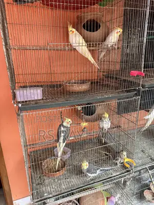Cockatiel Lutino Running
