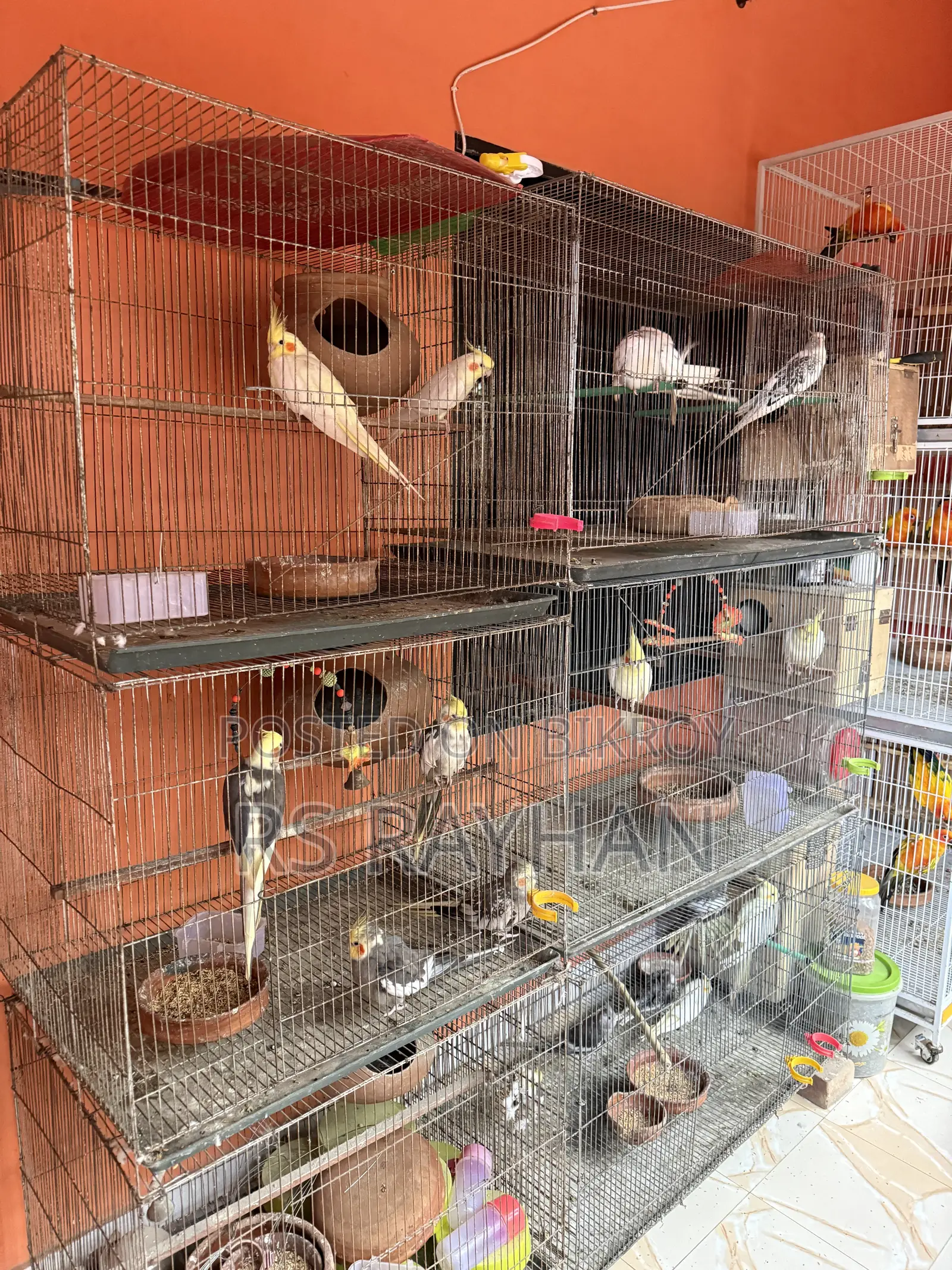 Cockatiel Lutino Running
