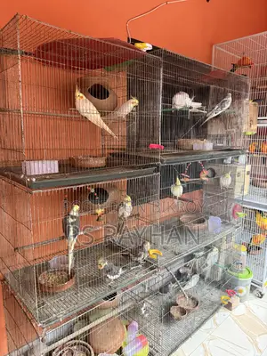 Cockatiel Lutino Running
