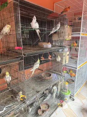 Cockatiel Lutino Running