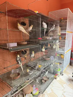 Cockatiel Lutino Running